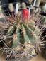 Preview: Denmoza erythrocephala